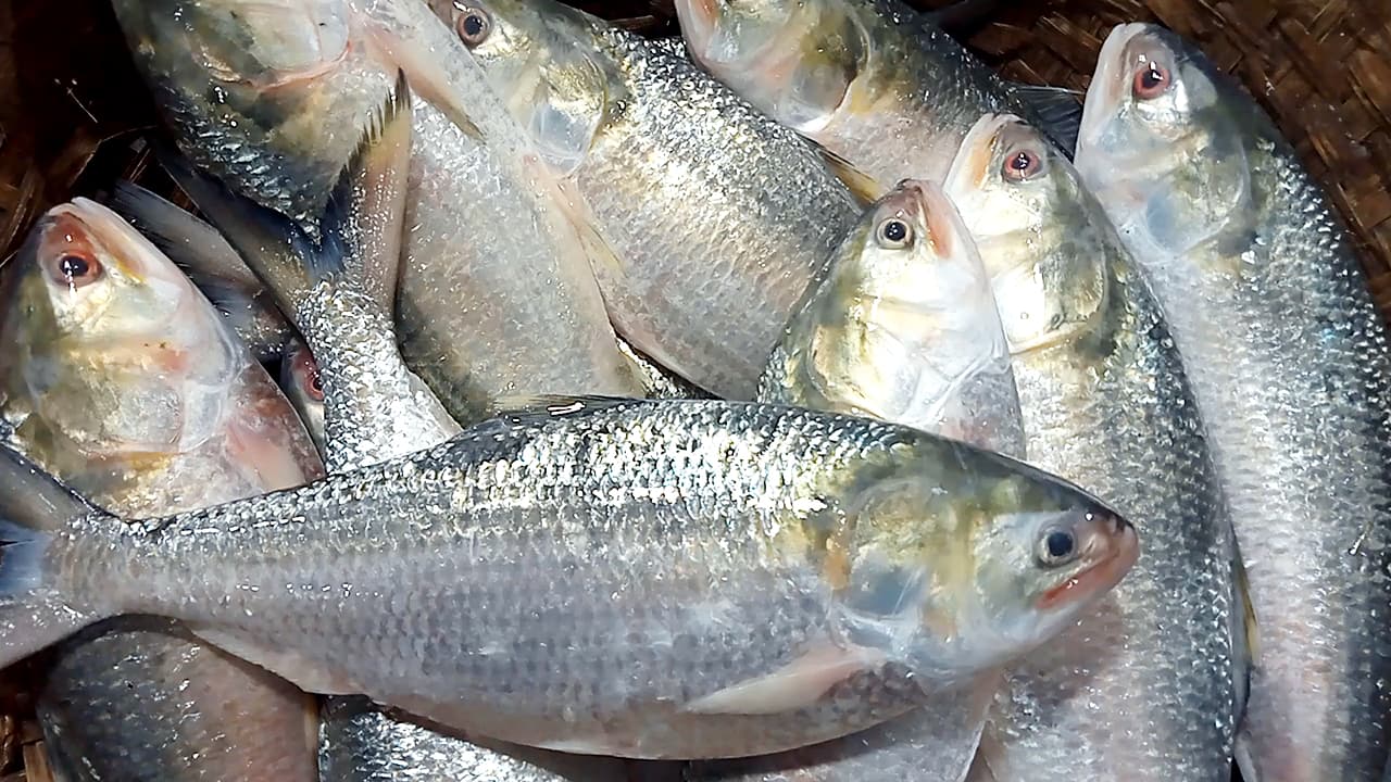 চাঁদপুরে শেষ মুহূর্তে ইলিশের চড়া দাম image