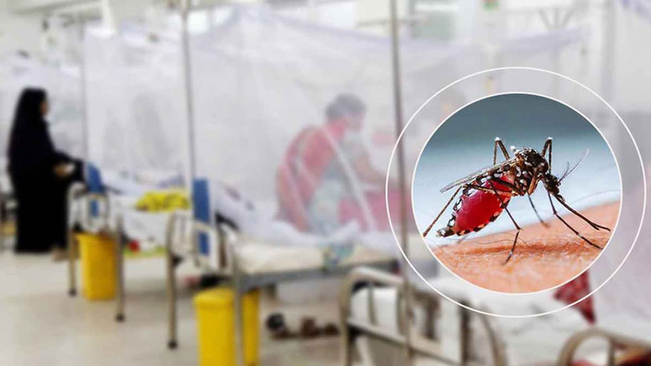 ডেঙ্গুতে একদিনে ৩ মৃত্যু, হাসপাতালে ভর্তি ৭৩৫Image